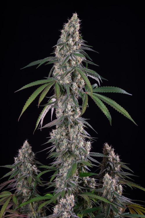 RQS - Gushers. Week 12