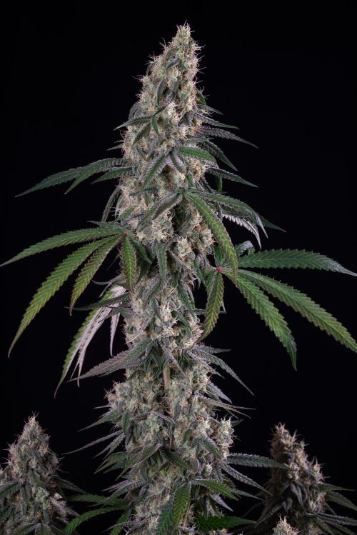 RQS - Gushers. Week 12