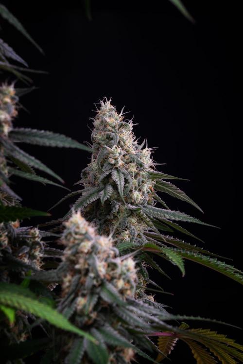RQS - Gushers. Week 12