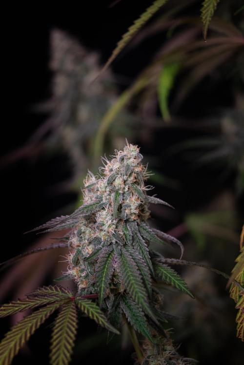RQS - Gushers. Week 12
