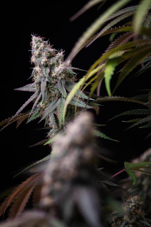 RQS - Gushers. Week 12