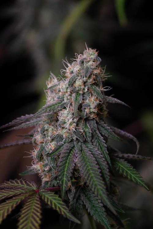 RQS - Gushers. Week 12