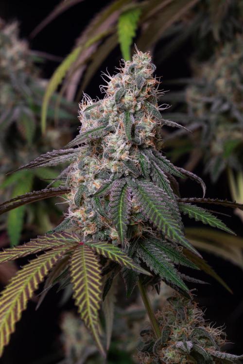 RQS - Gushers. Week 12