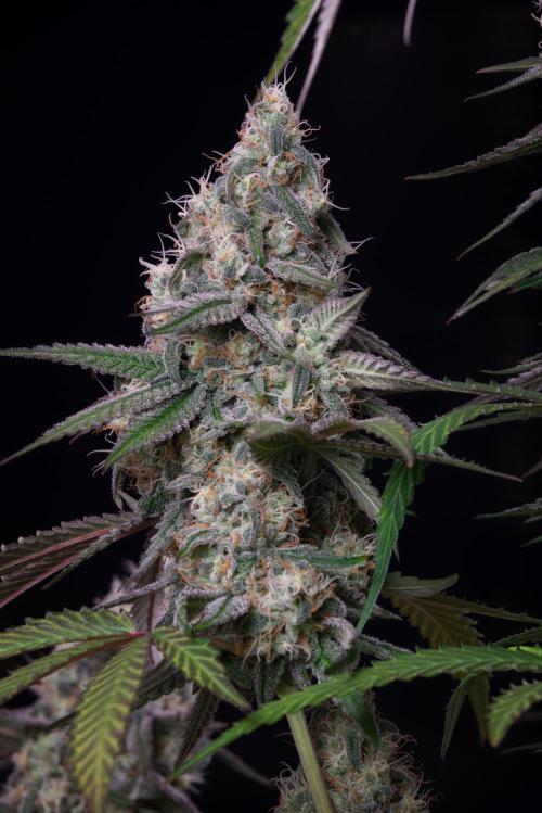 RQS - Gushers. Week 12