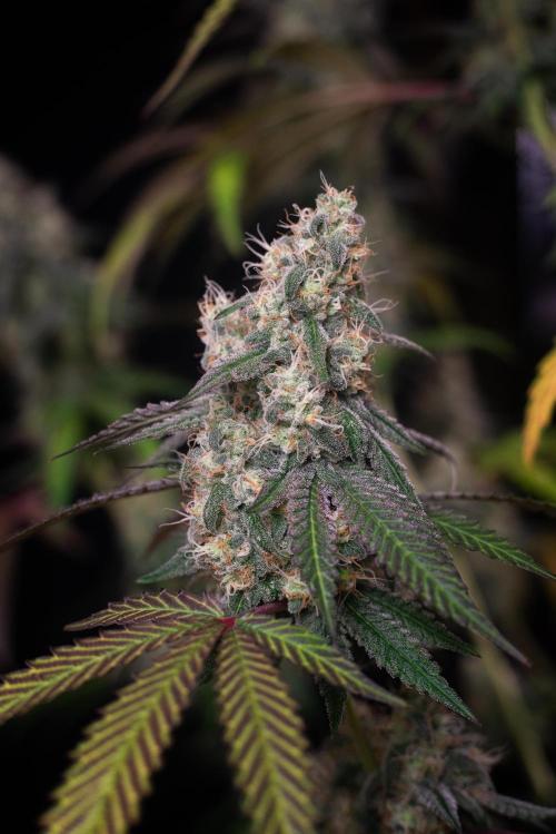 RQS - Gushers. Week 12