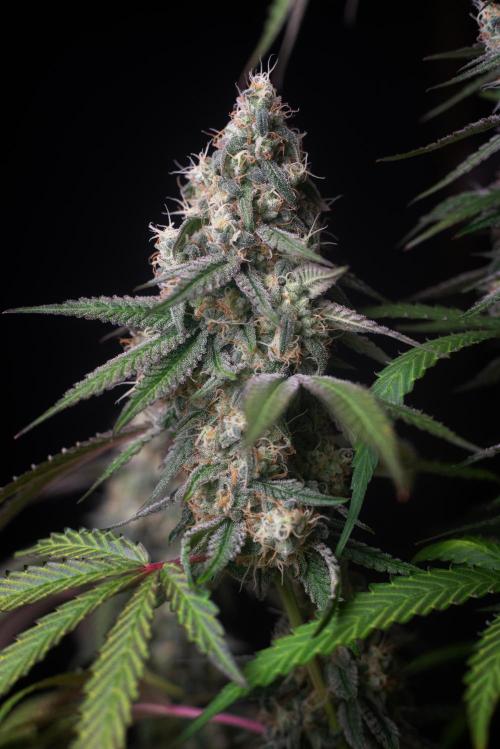 Gushers. Week 12