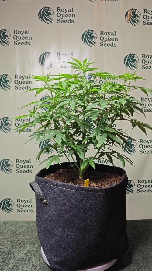Grandaddy Purple - Royal Queen Seeds 