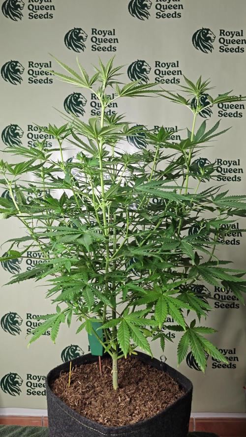 Trainwreck - Royal Queen Seeds 