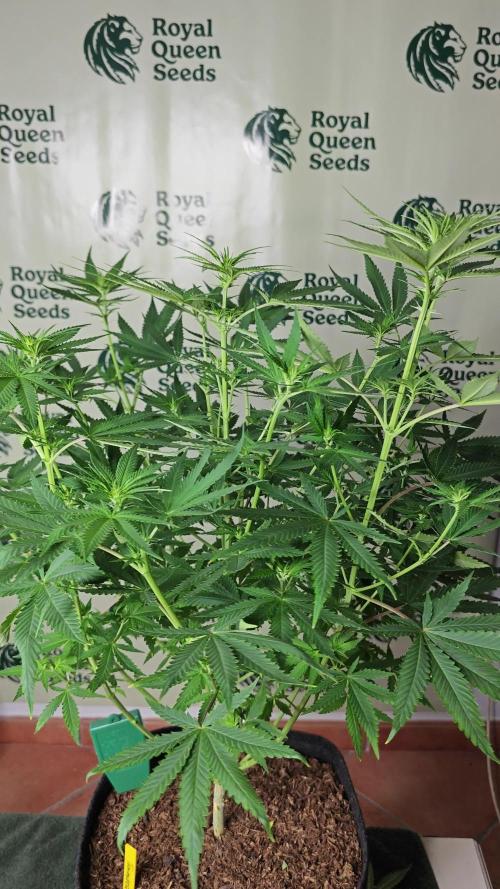 Trainwreck - Royal Queen Seeds 