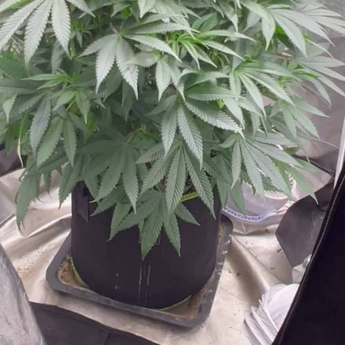 RS11 Terp treez
