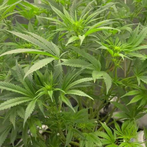 RS11 Terp treez