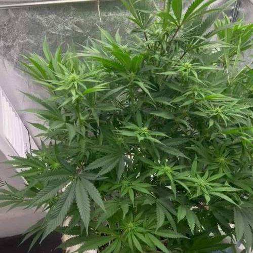 RS11 Terp treez