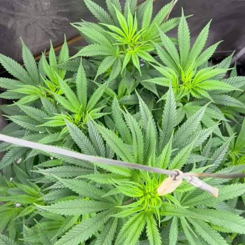 RS11 Terp treez