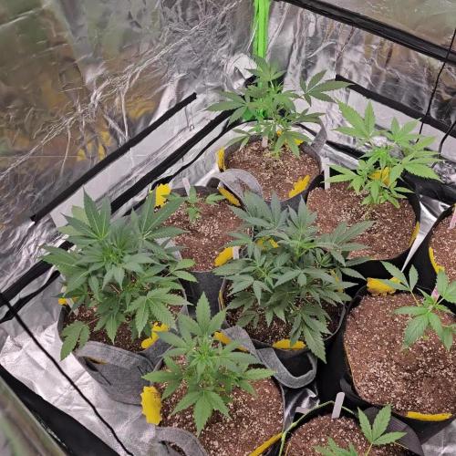 RQS Do-Sì-Dos Autoflower Grow 💚