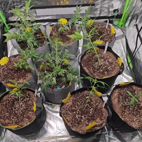 RQS Do-Sì-Dos Autoflower Grow 💚
