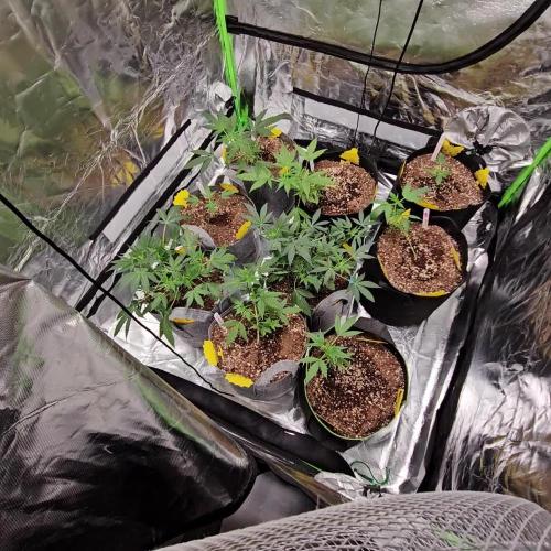 RQS Do-Sì-Dos Autoflower Grow 💚