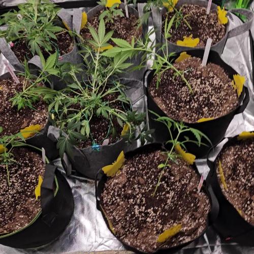 RQS Do-Sì-Dos Autoflower Grow 💚
