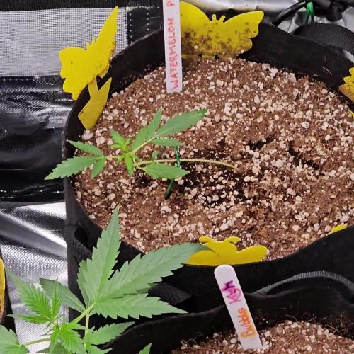 RQS Watermelon Automatic Grow 🍉