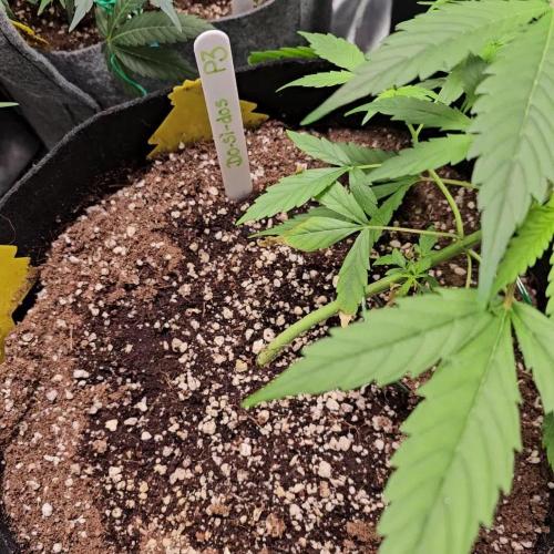 RQS Do-Sì-Dos Autoflower Grow 💚