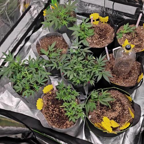 RQS Purple Punch Automatic Grow 💜