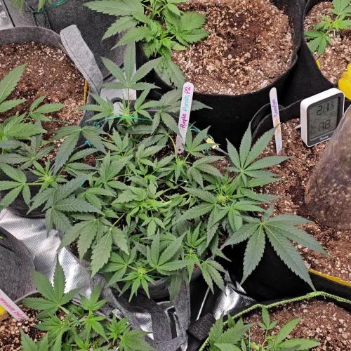RQS Purple Punch Automatic Grow 💜