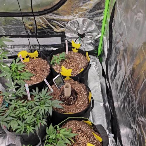 RQS Watermelon Automatic Grow 🍉