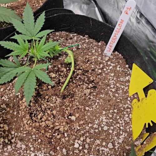 RQS Watermelon Automatic Grow 🍉