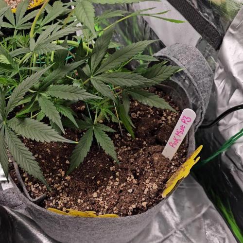 RQS Pink Mist Automatic Grow 💗