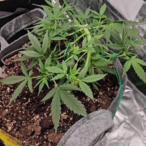 RQS Pink Mist Automatic Grow 💗