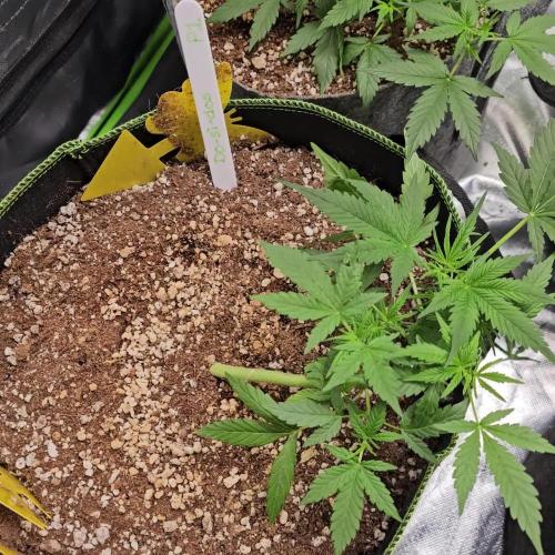 RQS Do-Sì-Dos Autoflower Grow 💚
