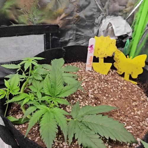 RQS Bubble Kush Autoflower Grow 🧡