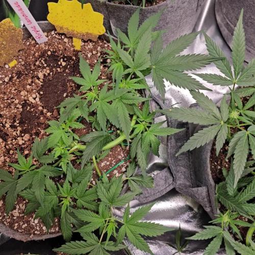 RQS Bubble Kush Autoflower Grow 🧡