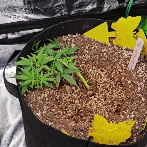 RQS Watermelon Automatic Grow 🍉