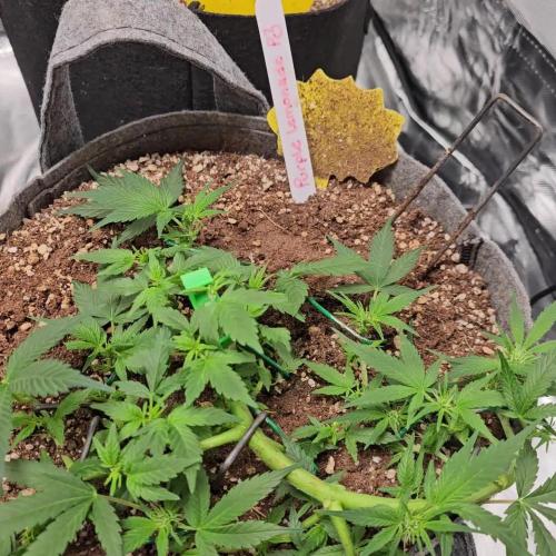 RQS Purple Lemonade Automatic Grow.