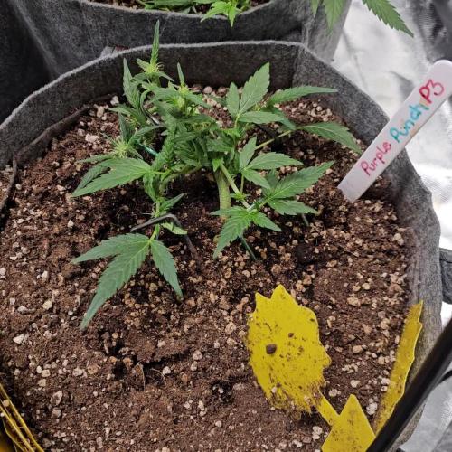 RQS Purple Punch Automatic Grow 💜