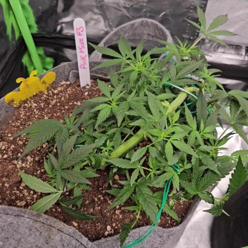 RQS Pink Mist Automatic Grow 💗