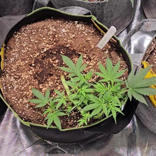 RQS Do-Sì-Dos Autoflower Grow 💚