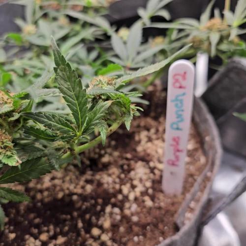 RQS Purple Punch Automatic Grow 💜