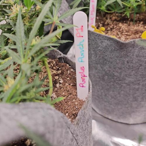 RQS Purple Punch Automatic Grow 💜