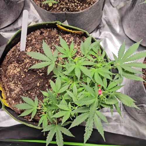 RQS Do-Sì-Dos Autoflower Grow 💚