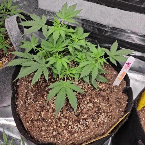 RQS Bubble Kush Autoflower Grow 🧡