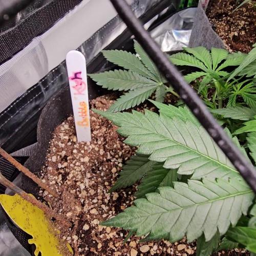 RQS Bubble Kush Autoflower Grow 🧡
