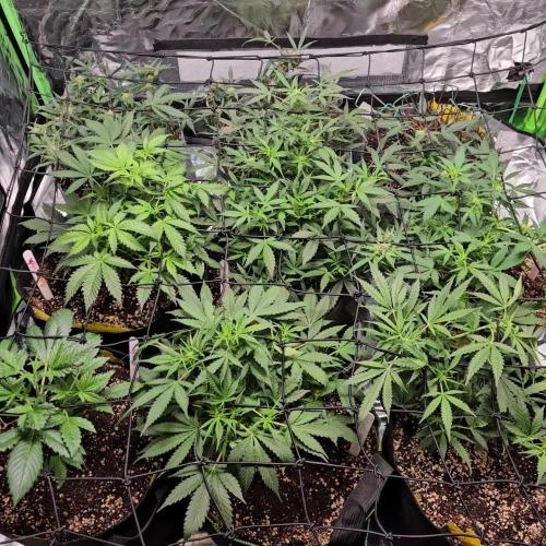 RQS Bubble Kush Autoflower Grow 🧡