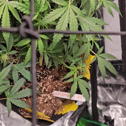 RQS Watermelon Automatic Grow 🍉