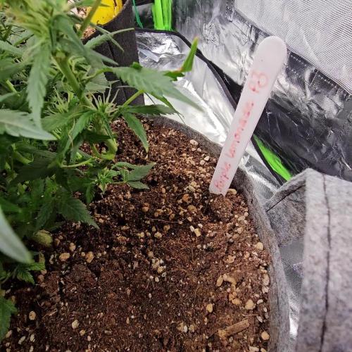 RQS Purple Lemonade Automatic Grow.