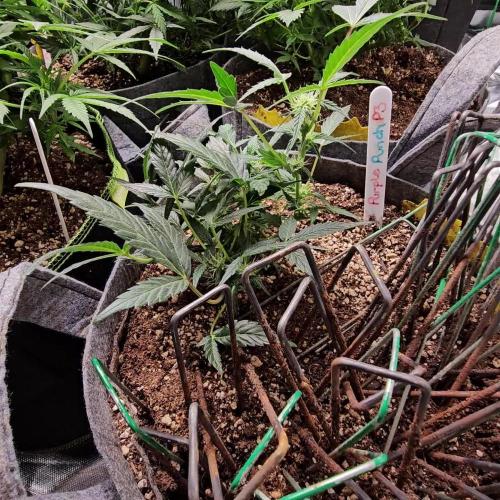 RQS Purple Punch Automatic Grow 💜