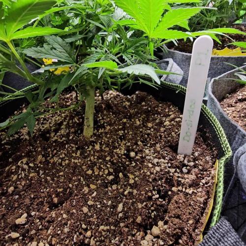 RQS Do-Sì-Dos Autoflower Grow 💚