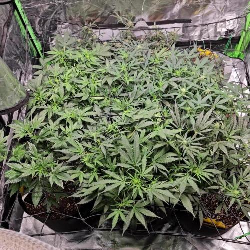 RQS Watermelon Automatic Grow 🍉