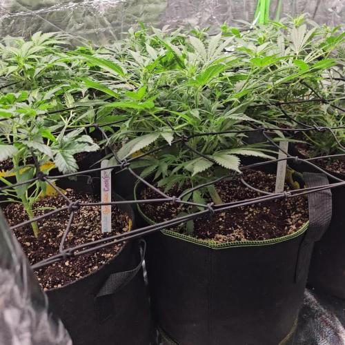 RQS Purple Punch Automatic Grow 💜