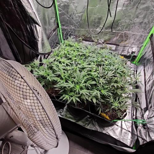 RQS Bubble Kush Autoflower Grow 🧡